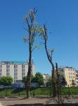 Foto: Takie „przycinanie” to zniszczenia drzewa - twierdzi dr Marzena Suchocka