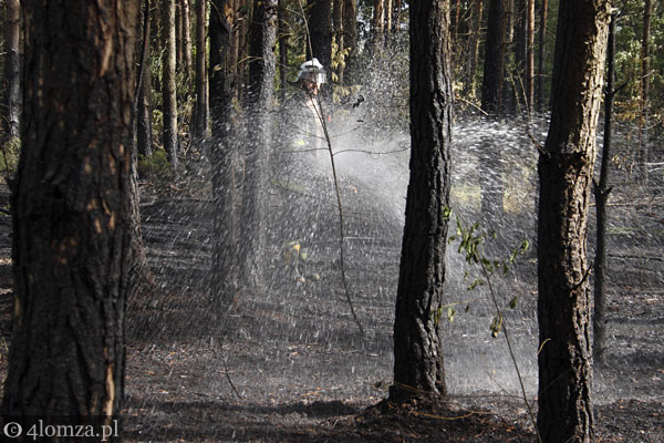 Strażacy dogaszają ściółkę po pożarze w lesie (fot. archiwum)