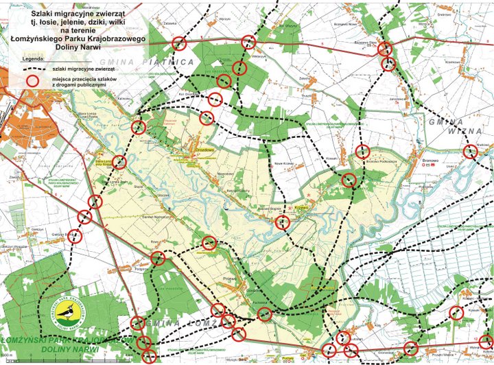 Mapa ŁPKDN z zaznaczonymi miejscami gdzie trasy zwierząt krzyżują się z drogami ludzi.