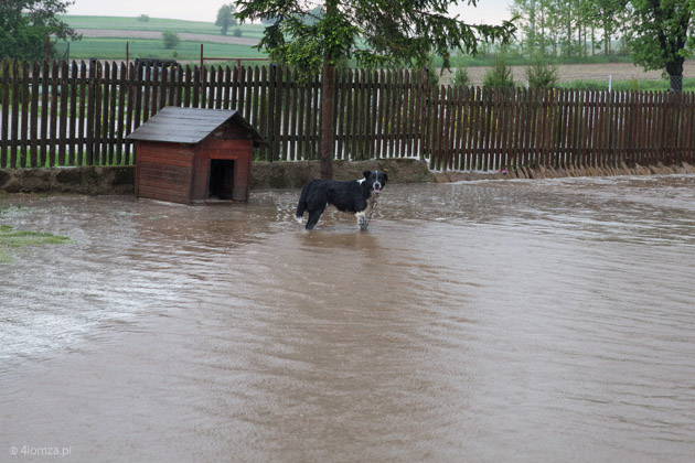 Podgórze, zalane siedliska