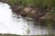 Rakowo Czachy, niski stan wody na Narwi