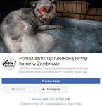Foto: „Horror na fermie w Zambrowie” - tak uważają in...