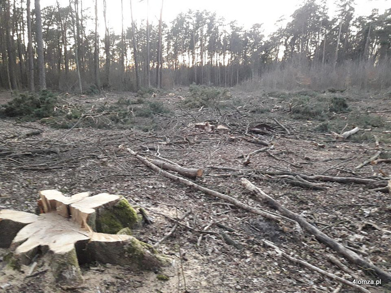  Foto: Coś się stało z drzewami w Lasku Jednaczewskim...