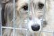 fot. Łomżyńskie Towarzystwo Opieki nad Zwierzętami OPP, które prowadzi schronisko dla bezdomnych psów "Arka" w Łomży