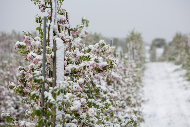 Śnieg na kwiatach jabłoni 12.05.2020