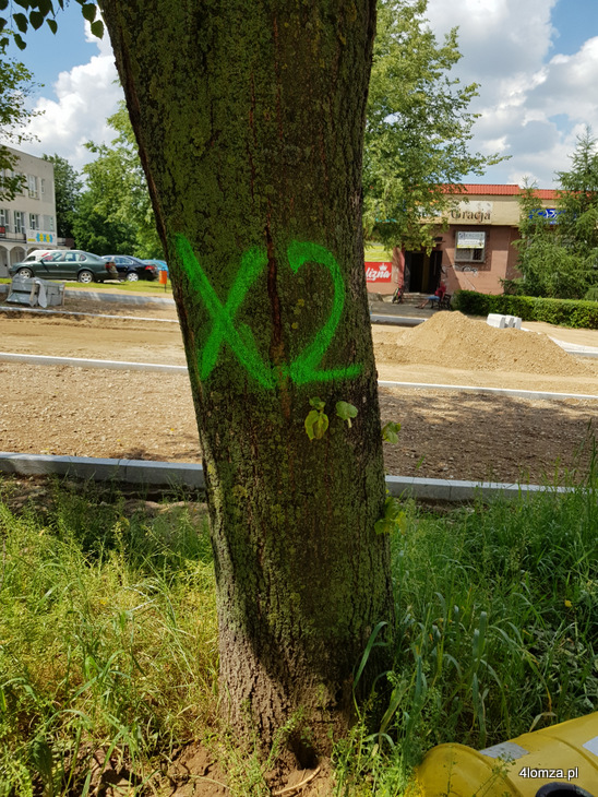 Lipy przy ul. Małachowskiego z tajemniczym zielonym X (fot. Czytelnik)