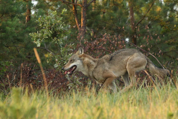 Wilk w Czerwonym Borze, fot. Robert Bałdyga