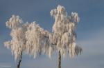 Foto: Idą mrozy, tej nocy nawet -13°C