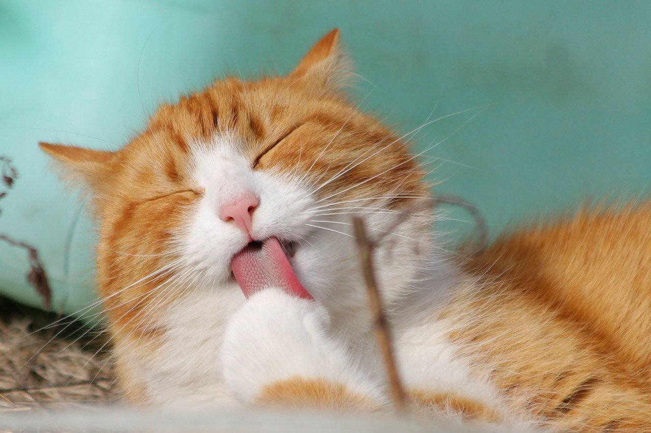  Foto: Sklep online dla zwierząt – 3 produkty dla każdego kota