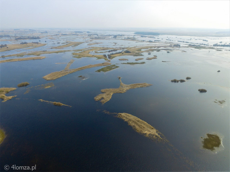 Rozlewiska Narwi w okolicy Krzewa, Łomżyński Park Krajobrazowy Doliny Narwi