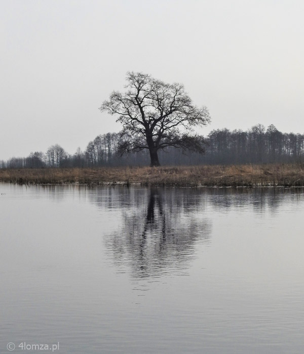 Rozlewiska Narwi w okolicy Krzewa, Łomżyński Park Krajobrazowy Doliny Narwi