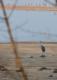 Żuraw spacerujący po rozlewiskach Narwi pod Łomżą (wtorek 16.03.2021)