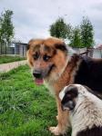 Foto: Psy ze schroniska Arka do adopcji