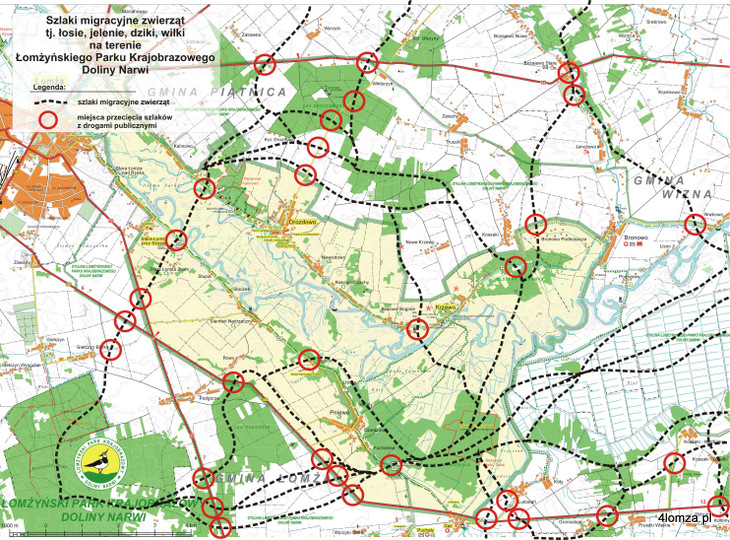 Mapa migracji zwierząt w okolicy Łomżyńskiego Parku Krajobrazowego Doliny Narwi