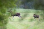 Foto: Jesienne migracje zwierząt