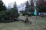 Foto: Powalone drzewa przy szpitalu