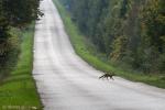 Foto: Nie dotykać szczepionek dla lisów