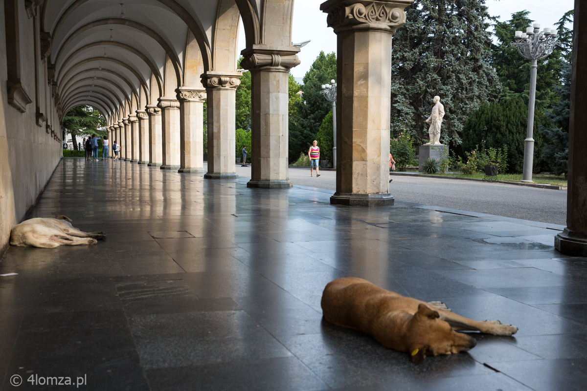 Psy leżące w Muzeum Stalina w Gori w Gruzji