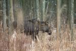 Foto: BPN szuka wolontariuszy do liczenia zwierząt