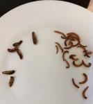 Foto: Chityna w jadalnych owadach uszkadza układ odde...