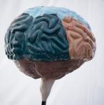Foto: Recepta na sprawny mózg na lata jest, choć nie ...