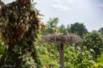 Foto: „Może rosną im już pisklęta” bocianów w Łomży