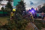 Foto: Połamane drzewa po burzy w Łomży